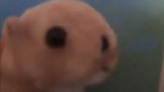Dramatic Chipmunk