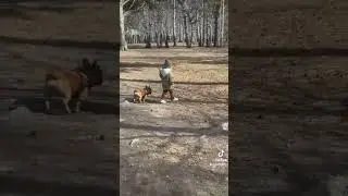 #французскийбульдог #bulldog #frenchbulldog