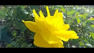 #нарциссГолденДукат / Нарцисс махровый Голден Дукат(лат. nurcissus ). Группа IV.