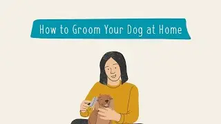 How to Groom Your Dog at Home | Pet Parenting 101