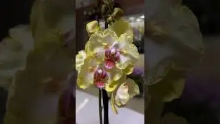 @zeboorhids привезла бабочки!!!😲❤️‍🔥🔥 
