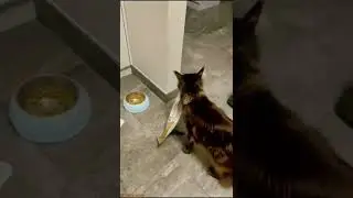 Кот тащит пакет #Tik Tok #Shorts #Тик Ток #ПриколКоты #Catstiktok