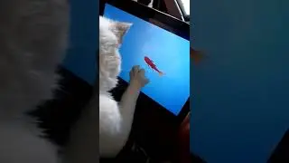 yang and his fish
