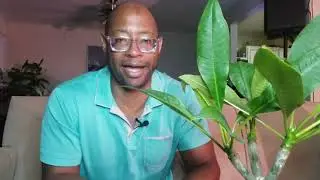 Plumeria dos and don'ts