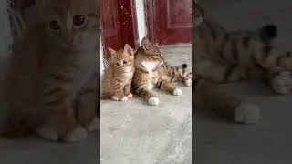 Beautiful Cat 🐈🤩
