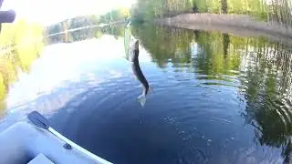 Демиды 13 05 23
