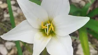 A Bed of Rain Lillies and more | Homestead House Construction Project