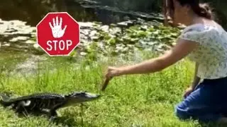 Please do NOT feed Alligators! 🚫🐊