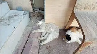 Two amazing stray cats sleep tight together.