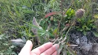 Серпуха и Осот отличия.