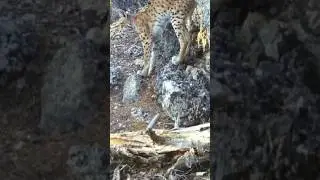 VAŞAK KAYALARI İŞARETLİYOR #vaşak #lynx #youtubeshorts #wildlife #keşfet #animals #wildcat #wildcat