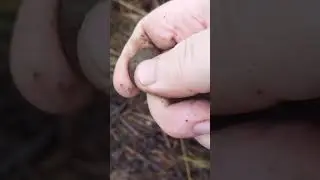 две копейки РИ 