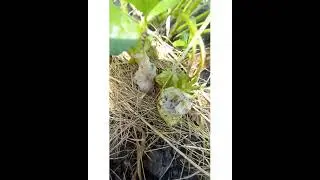 Срочно нужна ваша помощь📢‼️‼️‼️Кто ест клубнику?🤔