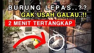 Cara menangkap burung yang lepas - Apapun Burungnya