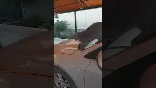 Охотница наша, за воробьями.