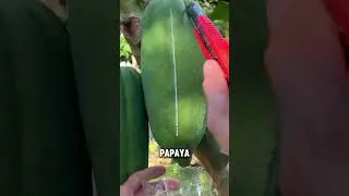 Papain Harvest #shorts