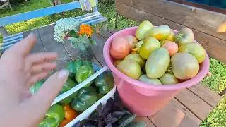 🍅🥒Что растёт в моих теплицах?☀️Урожай радует!👏