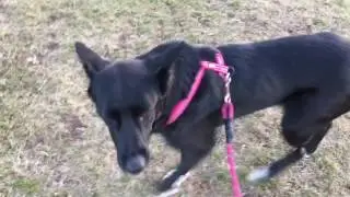 Hurtta Padded Y-Harness in Action