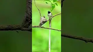 Indian Paradise Flycatcher Feeding Their Chicks। Paradise Flycatcher। #shorts  #vairalshort #vairal