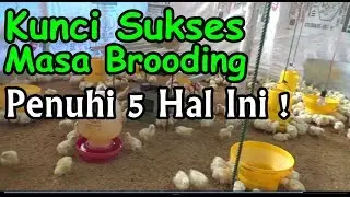 Kunci Sukses Masa Brooding Ayam Broiler : Lakukan 5 Hal Ini !