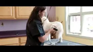 WAHL Creativa Pet & Equine Clipper