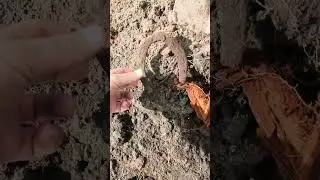 цыгани выкрали коня
