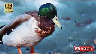 the most beautiful birds in the world, 8k ultra hd video waqas, and relaxing music