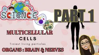 HUMAN BODY ORGANS: Part 1-Organization of Man; Brain & Nerves