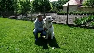 Nyakas Gábor Dog Coach mindent a kutyákról. Vlog 1rész.