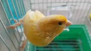تغريد طائر الكناري #canary