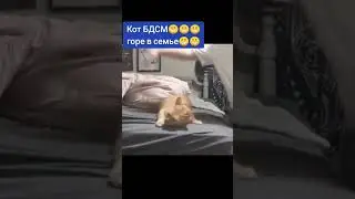 Кот БДСМ, горе в семье))))