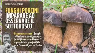 Porcini Mushrooms | How to Observe the Undergrowth