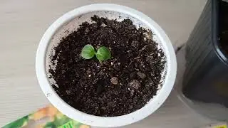 Какие цветы комнатных растений можно посеять в феврале 
