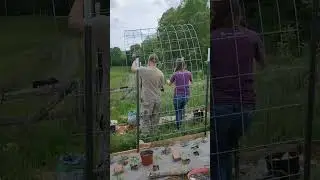 Cattle Panel Trellis install. Garden addition, 1st year at mountain farm 