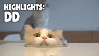 Highlights of DD the Cat | Kittisaurus