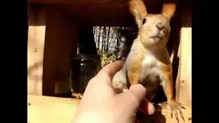 Смелая белка в парке