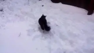 Петрик