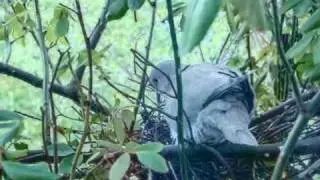 Nature: A Pigeons Love / Natuur: Een Duiven Liefde