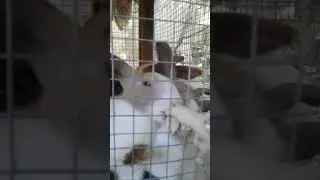 cute rabbits eating fight😊