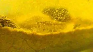Asellus aquaticus