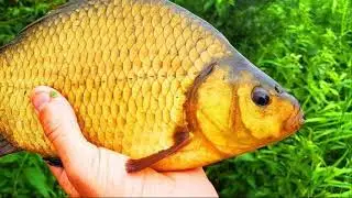 🐟 КАК ПОЙМАТЬ ЗОЛОТОГО КАРАСЯ?