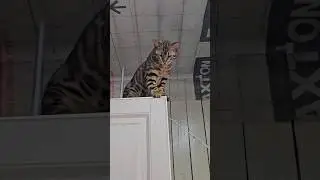 Ждём приглашение в лейбл 😂 #юмор #животные  #котики #бенгал #бенгальскаякошка #популярное #тикток