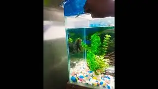 Oscar fish feeding chicken