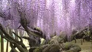 Фиолетовый дождь Апрель