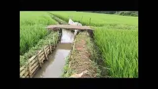 ngabuburit di pesawahan belakang rumah