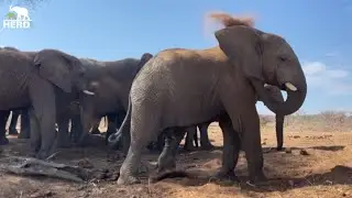 Elephant Naps, Sand Baths and Swims ☀️