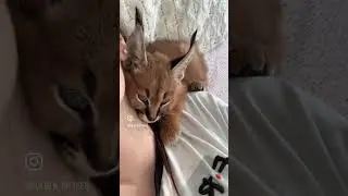 Малышка каракал🥰 
