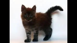 Тор, черный дымный котенок мейн кун