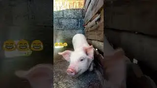 Adorable piglet 😍🐖 