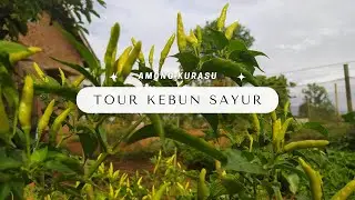 Tour Kebun Sayur, 1 Bulan Setelah Terendam Lumpur